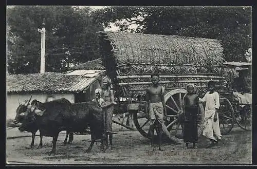 AK Ceylon, Native Bullock Cart, Ochsen-Gespann