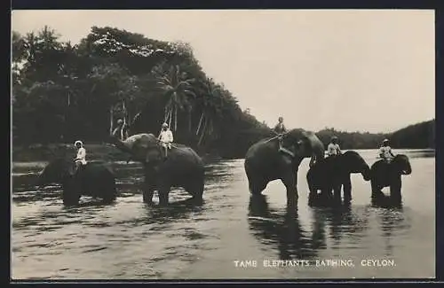 AK Ceylon, Tame Elephants bathing, Elefanten durchqueren den Fluss