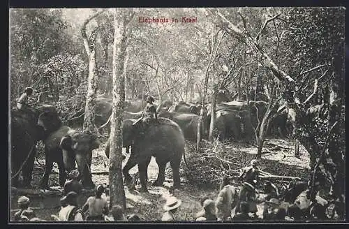 AK Elephants in Kraal, Elefanten mit Führern im Wald