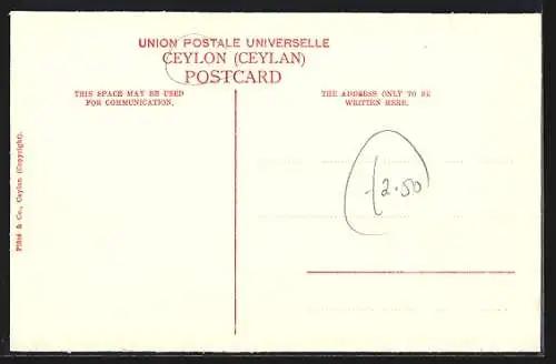 AK Elephants in Kraal, Elefanten mit Führern im Wald