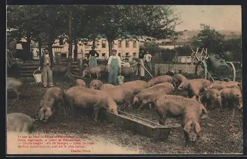 AK Schweine auf der Schweinewiese vor einem Bauernhof