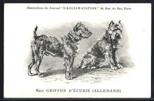 AK Race Griffon d`Écurie (Allemand), Journal L`Acclimation