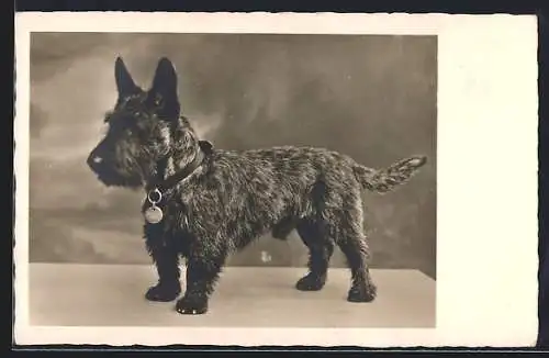 AK Kleiner schwarzer Scotchterrier mit Hundemarke