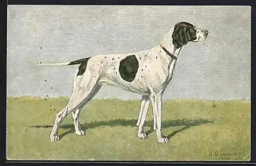 AK Jagdhund mit weissem Fell und schwarzen Flecken, Portrait