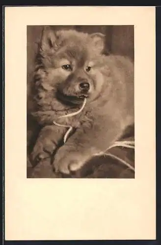 AK Wien, Österreichischer Tierschutzverein, Portrait eines Hundewelpen