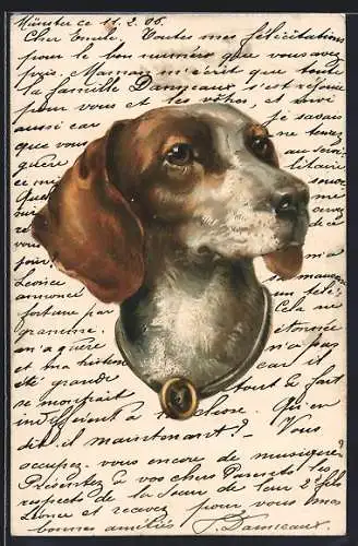 Lithographie Jagdhund mit aufgewecktem Blick und Halsband, Portrait