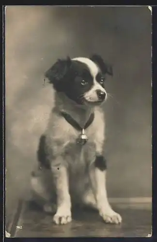 AK Junger Hund mit treuem Blick und Glöckchen um den Hals, Portrait