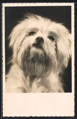 AK Weisser Hund mit langem Fell, Portrait