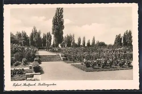 AK Erfurt, Dahliengarten im Stadtpark