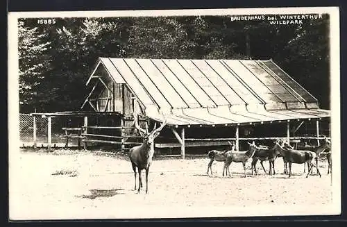 AK Winterthur, Gehege im Wildpark Bruderhaus