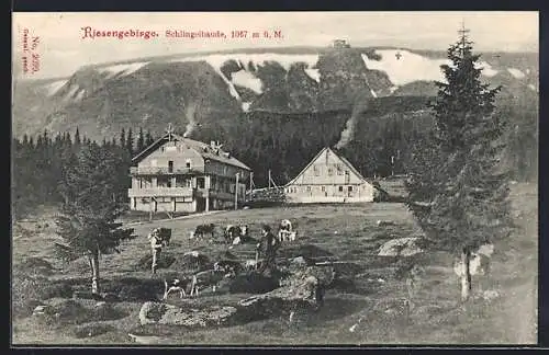 AK Schlingelbaude, Panorama mit Rindern