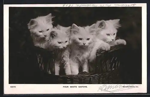 AK Four white Sisters, vier weisse Katzen