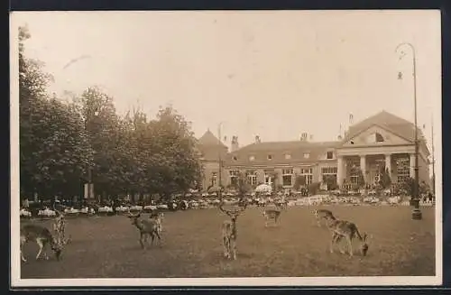 AK Hannover-Kirchrode, Gasthaus Tiergarten-Restaurant E. Schwarze, Gesamtansicht mit Rehen