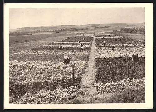 AK Erfurt, Blick über die Blumenfelder