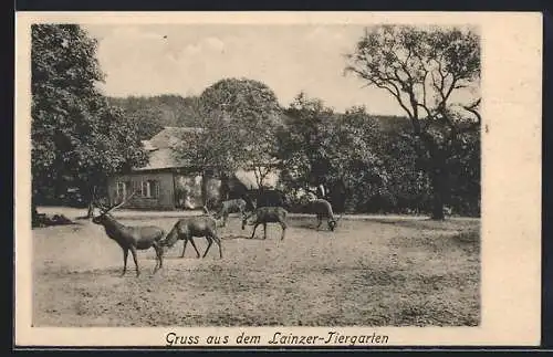 AK Rothirsche im Lainzer-Tiergarten