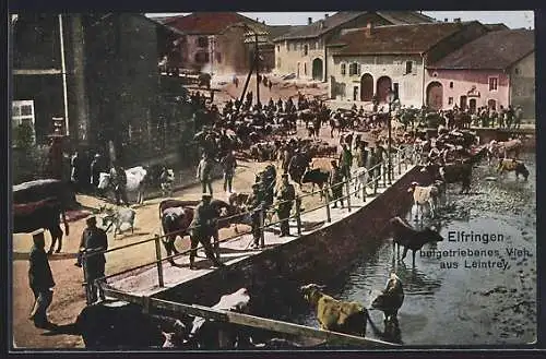 AK Elfringen, Dt. Soldaten mit beigetriebenem Vieh aus Leintrey