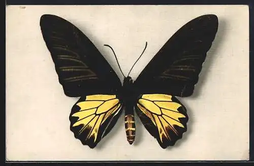 AK Papilio Aecus Kaguya, Schmetterling aus Formosa