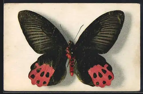 AK Comité National de l`Enfance, Papilio Horishanus, Schmetterling