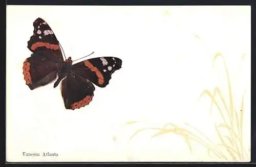 AK Schmetterling, Vanessa Atlanta mit zarten Blumen