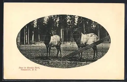 AK Wapitihirsch und Hirschkuh im Stanley Park, Vancouver B. C.