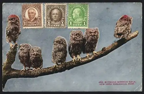 AK Young Screech Owls, New York Zoological Park