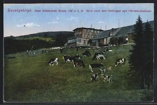 AK Neue Schlesische Baude, Berghütte & weidende Kühe mit Blick nach dem Reifträger und Pferdekopfsteinen, Riesengebirge