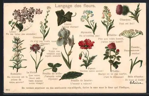 Lithographie Blumen und ihre Bedeutung, Blumensprache