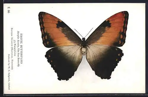 AK Schmetterling der Art Morpho hecuba