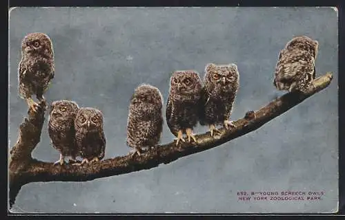 AK New York, Zoological Park, Young Screech Owls, Eulen