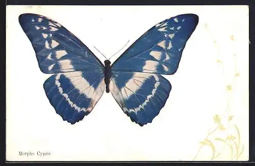 AK Schmetterling der Art Morpho Cypris