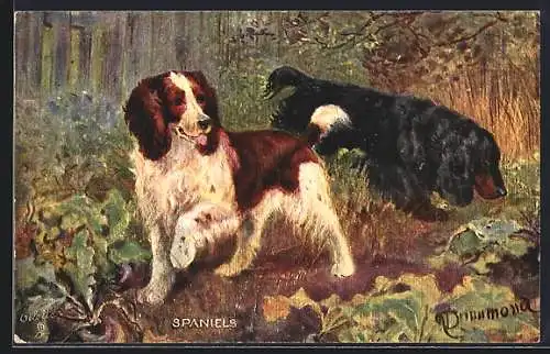 AK zwei Spaniels-Jagdhunde auf Fährtensuche