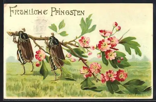 AK Fröhliche Pfingsten, Maikäfer schleppen Zweig mit Blüten