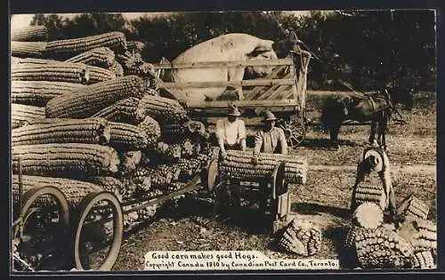 AK Good Corn makes good Hogs, riesige kanadische Maiskolben werden mit der Kreissäge geschnitten, monströses Schwein