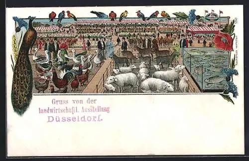 Künstler-AK Düsseldorf, Landwirtschaftl. Ausstellung 1907, Tierschau auf dem Festplatz