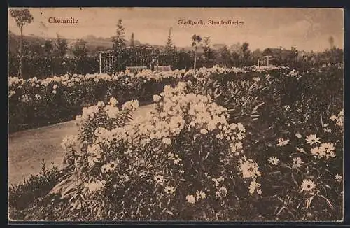 AK Chemnitz, Stadtpark, Staude-Garten