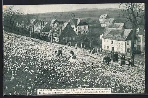 AK Drebach, Kinder pflücken wilde Krokusse über dem Ort