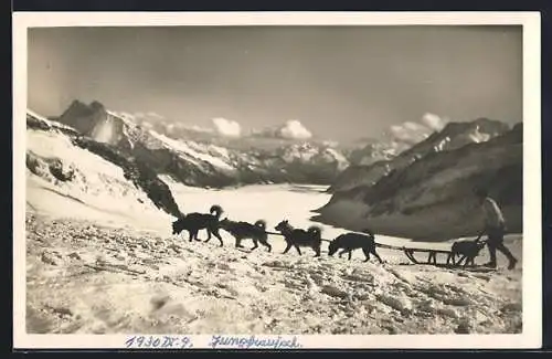 AK Jungfraujoch, Polarhunde ziehen Schlitten