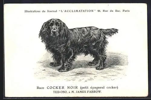 Künstler-AK Schwarzer Cocker-Spaniel