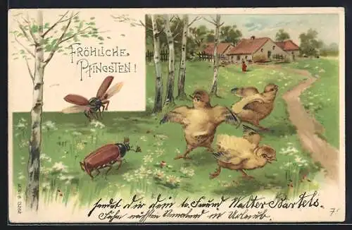 Lithographie Küken und Maikäfer, Pfingsten