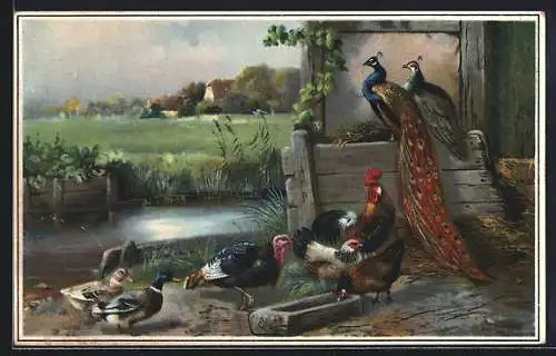 Lithographie Verschiedene Nutzvögel, Enten, Hühner, Truthahn, Pfau