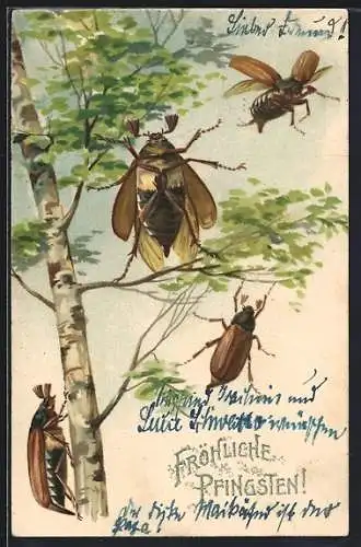 Lithographie Maikäfer an einer Birke, Pfingstgruss