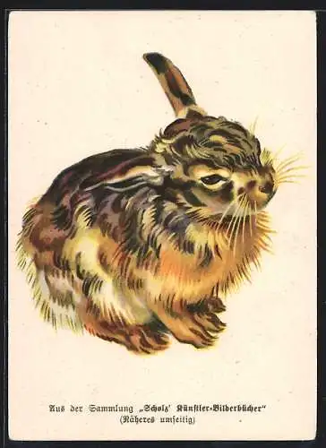 Künstler-AK Ein kleiner Hase, Titelbild von Langohrchen, Die Geschichte eines kleinen Hasen