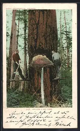 AK Two Men felling a big tree