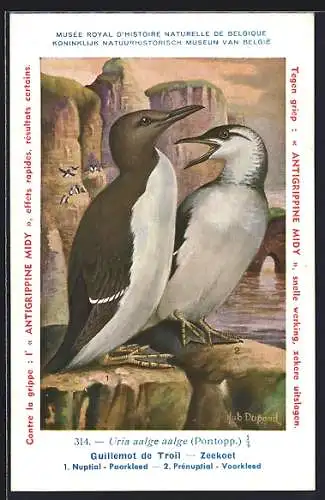 AK Guillemot de Troil, Zeekoet, 1. Nuptial-Paarkled, 2. Prénuptial-Voorkled