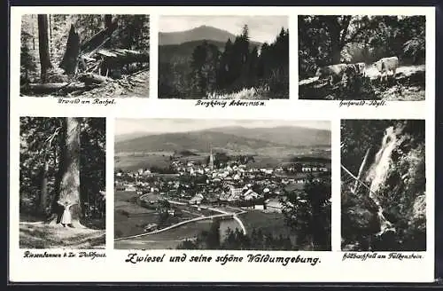 AK Zwiesel / Bayern, Urwald am Rachel, Bergkönig Arber, Hochwald-Idyll, Riesentannen, Höllbachfall, Ortsansicht