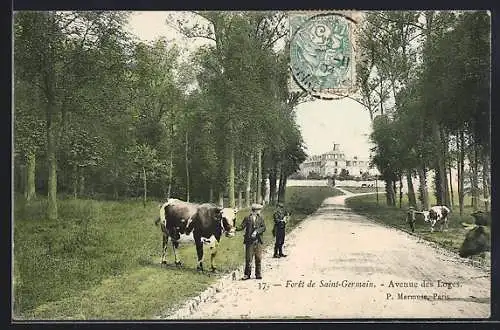 AK Saint-Germain-en-Laye, Avenue des Loges avec vaches et forêt en arrière-plan