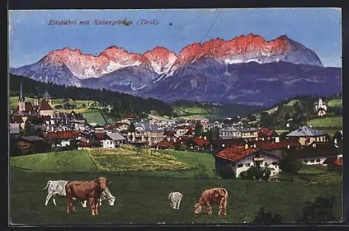 AK Kitzbühel, Kühe weiden vor der Ortschaft, Alpenglühen des Kaisergebirges