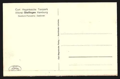 AK Altona-Stellingen, Hagenbeck`s Tierpark, Nordland-Panorama, Seelöwen