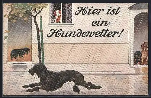 AK Pudel läuft durch den Regen, das ist ein Hundewetter