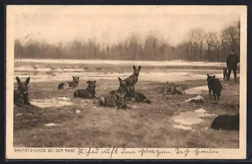 AK Sanitätshunde bei der Rast im Winter auf einer Wiese